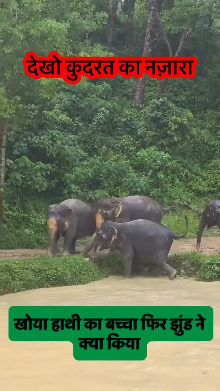 They Refused to Leave Without the Baby 🥺🐘 Elephant Herd in the Floodwater