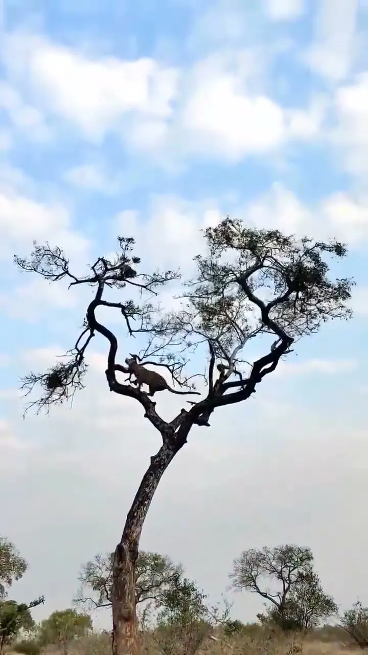 Leopard Jumps Between Trees 😱 Monkey Had No Chance | Real Jungle Hunt