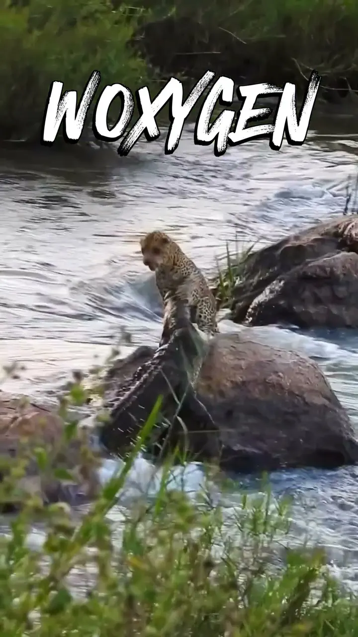 Leopard vs crocodile: raw jungle survival moment
