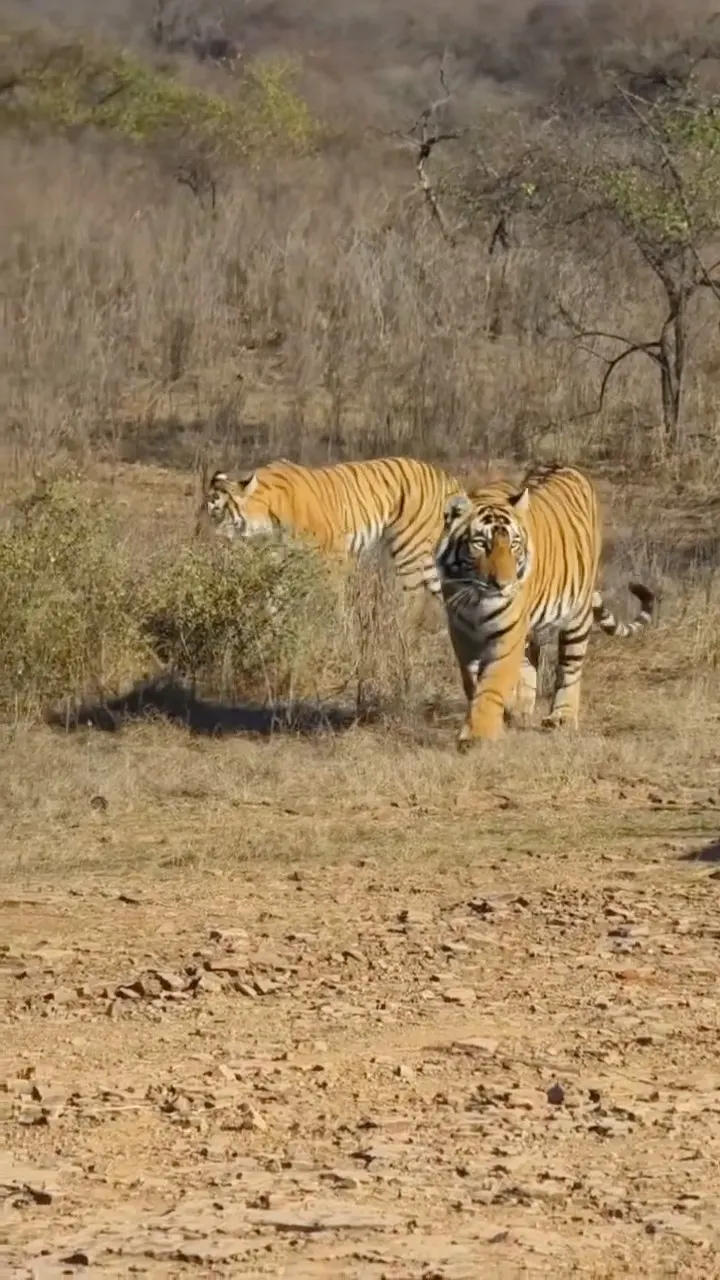 Raw Reality: Teen Tigers In The Wild 🐅