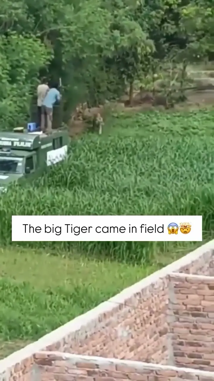 Rescue gone wrong tiger escapes into the wild