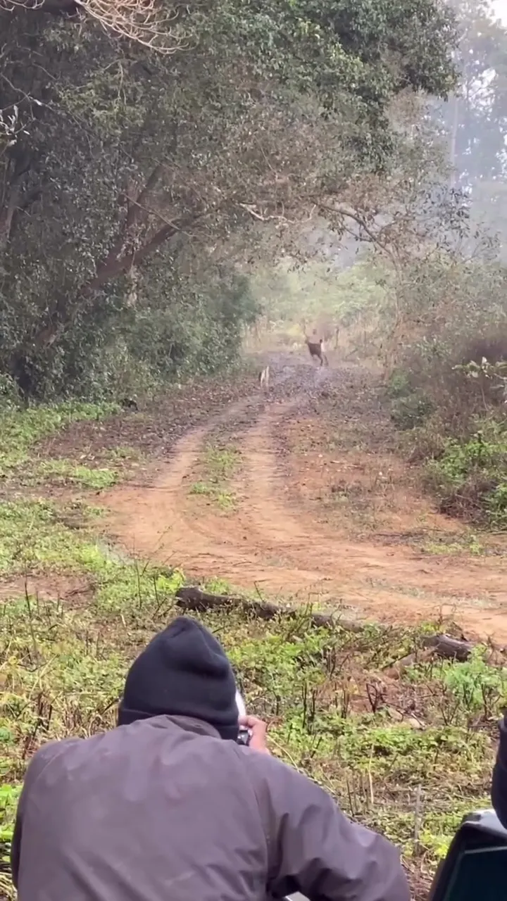 The Deer Had No Idea What Was Hiding in the Mist 🥺🦌 Then a Tiger Charged