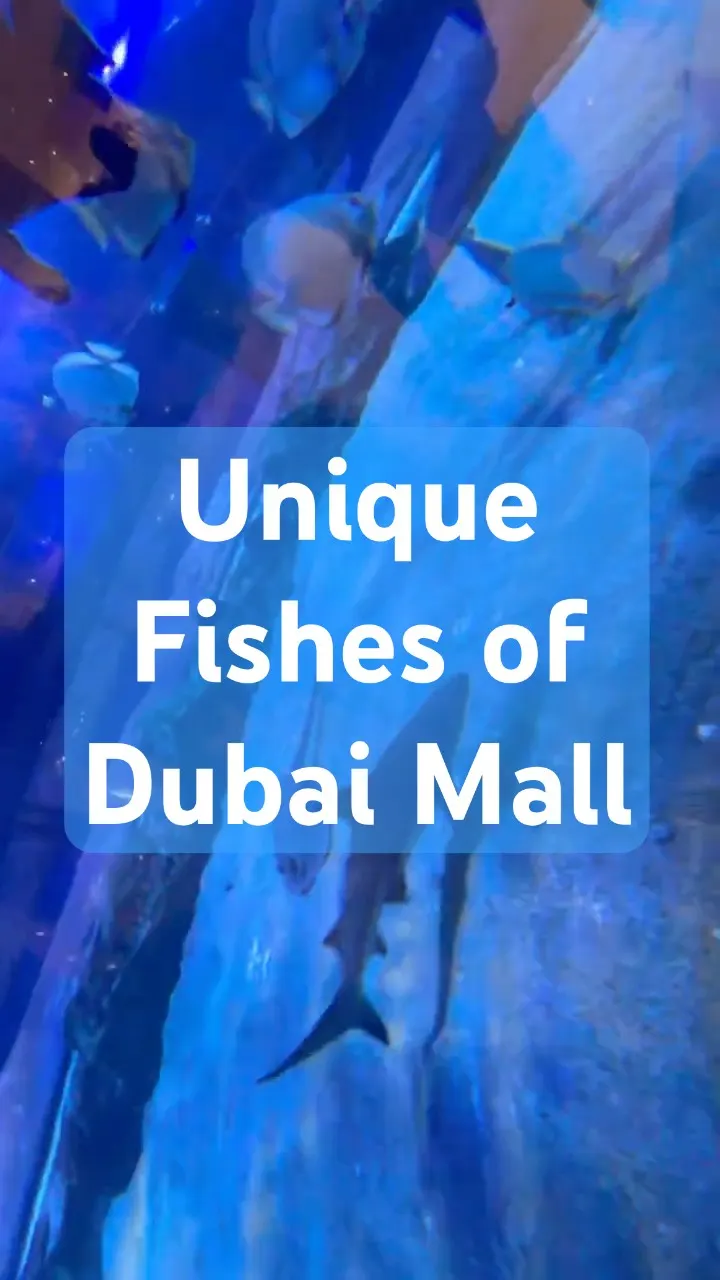 These Dubai Aquarium Creatures Are Insane ❤️