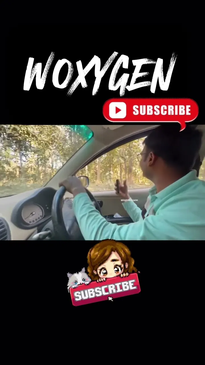 Tiger Crossing Stopped Everything 🐅 Heart-Stopping Safari Moment