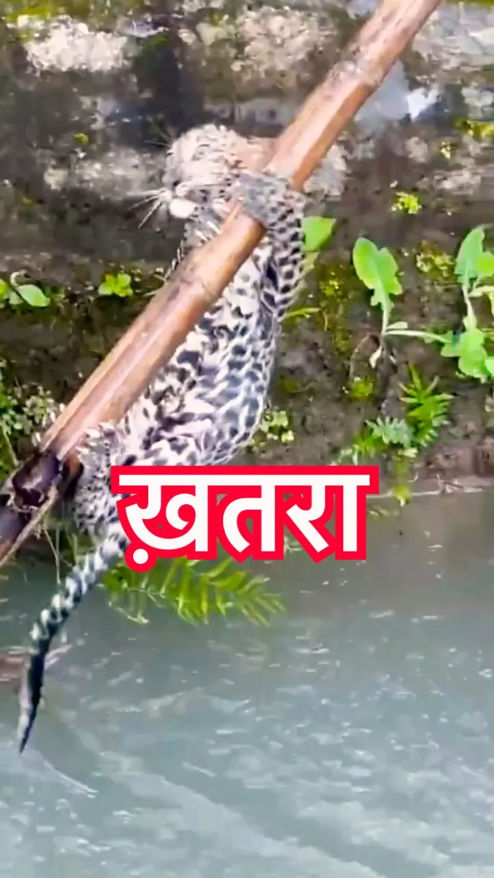 नहर में बह रहा था तेंदुए का बच्चा 🥺🐆 No One Thought He Would Make It Out Alive