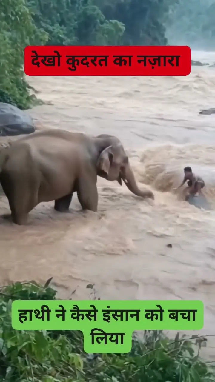 The Most Heartwarming Elephant Rescue You Will Ever See 🥺🐘