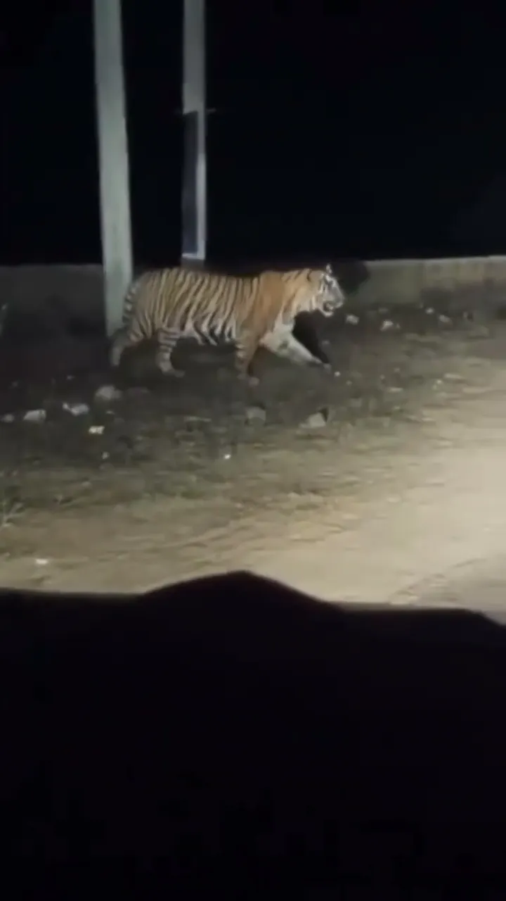 बाघ घुस आया बस्ती में 🐯😱 And He Crossed the Road Right in Front of Us