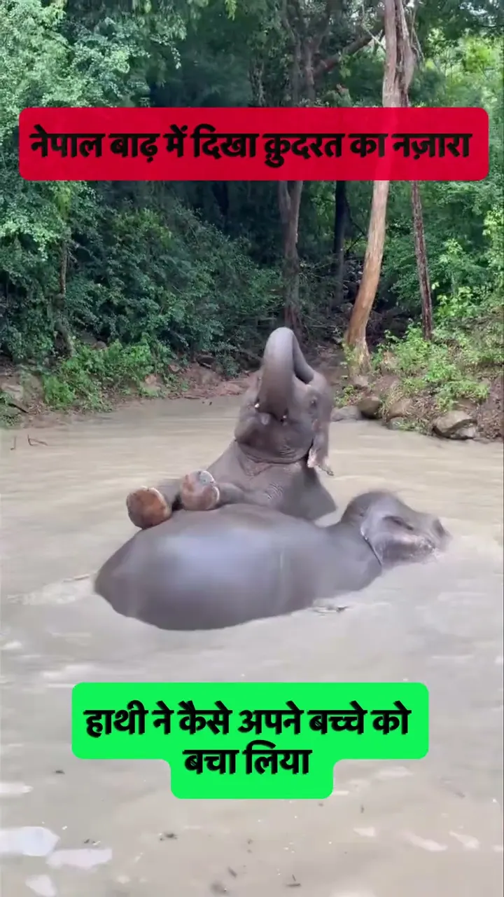 Look Where This Baby Elephant Is Sitting 🥺🐘 A Mother in the Floodwater