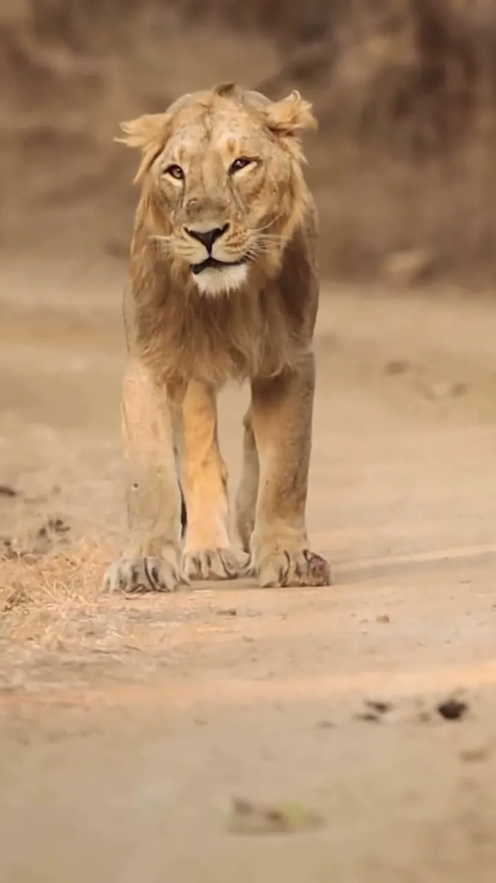 जंगल का राजा सामने से आ रहा था 🦁😮 Then He Yawned Right in Front of Us