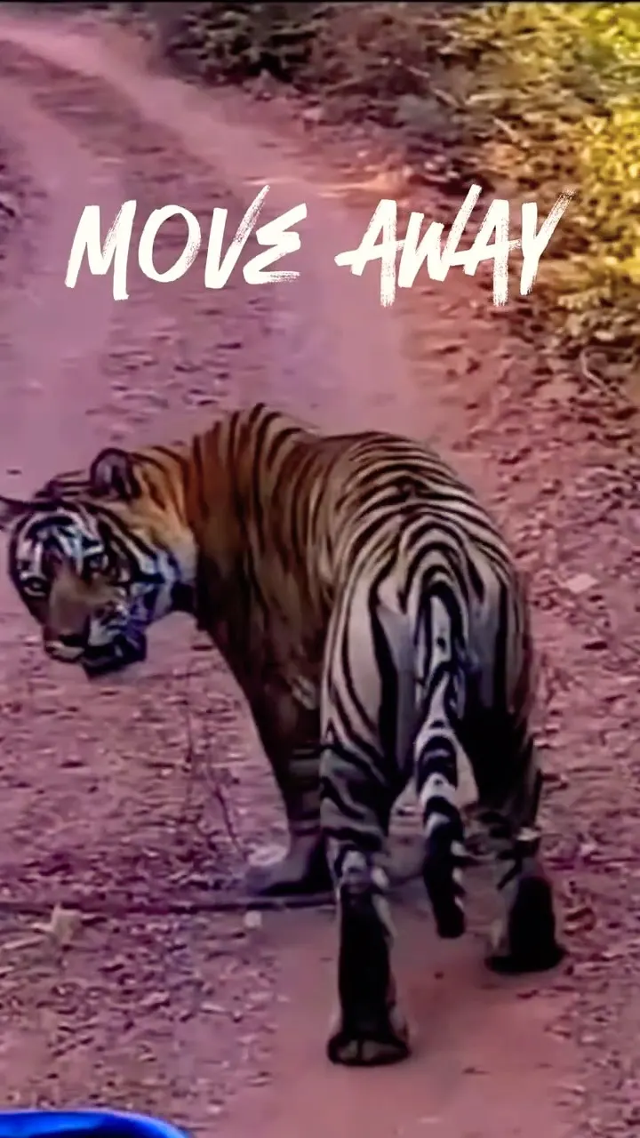 Tiger ने कहा - Door रहो! 🐅