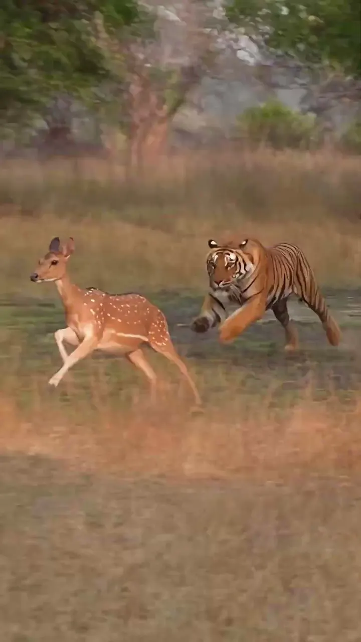 इस चीतल को पता ही नहीं था 🥺🦌 A Tiger Was Right Behind Him and One Call Saved His Life