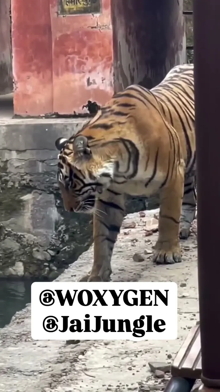 Face to Face With Tiger 😱 Heart Stopped for a Second