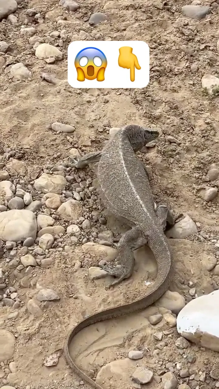 RARE 😱 Monitor Lizard Spotted 🦎Jungle Safari Me Dekha!