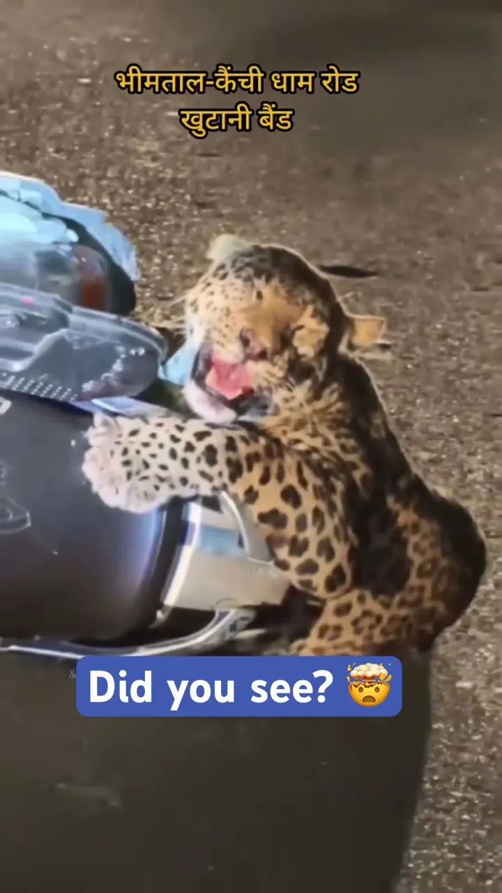 Leopard Trapped on Motorcycle After Collision!