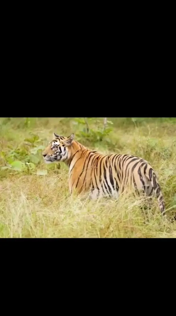 He Almost Caught It 😱 Tiger Attack Shot 😱 Deer Fights to Live Death Was Close
