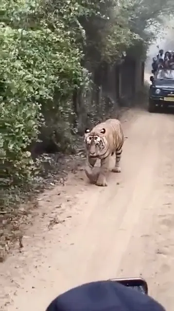 Tiger Walking Towards Camera Like We Weren't There