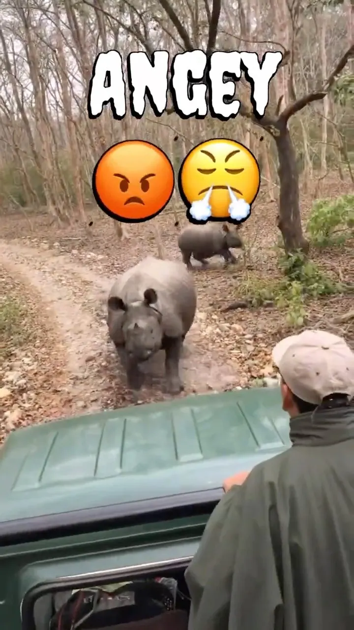 Rhino ne jeep pr charge kar diya 😱 Dudhwa Jungle Safari RhinoZone Close move