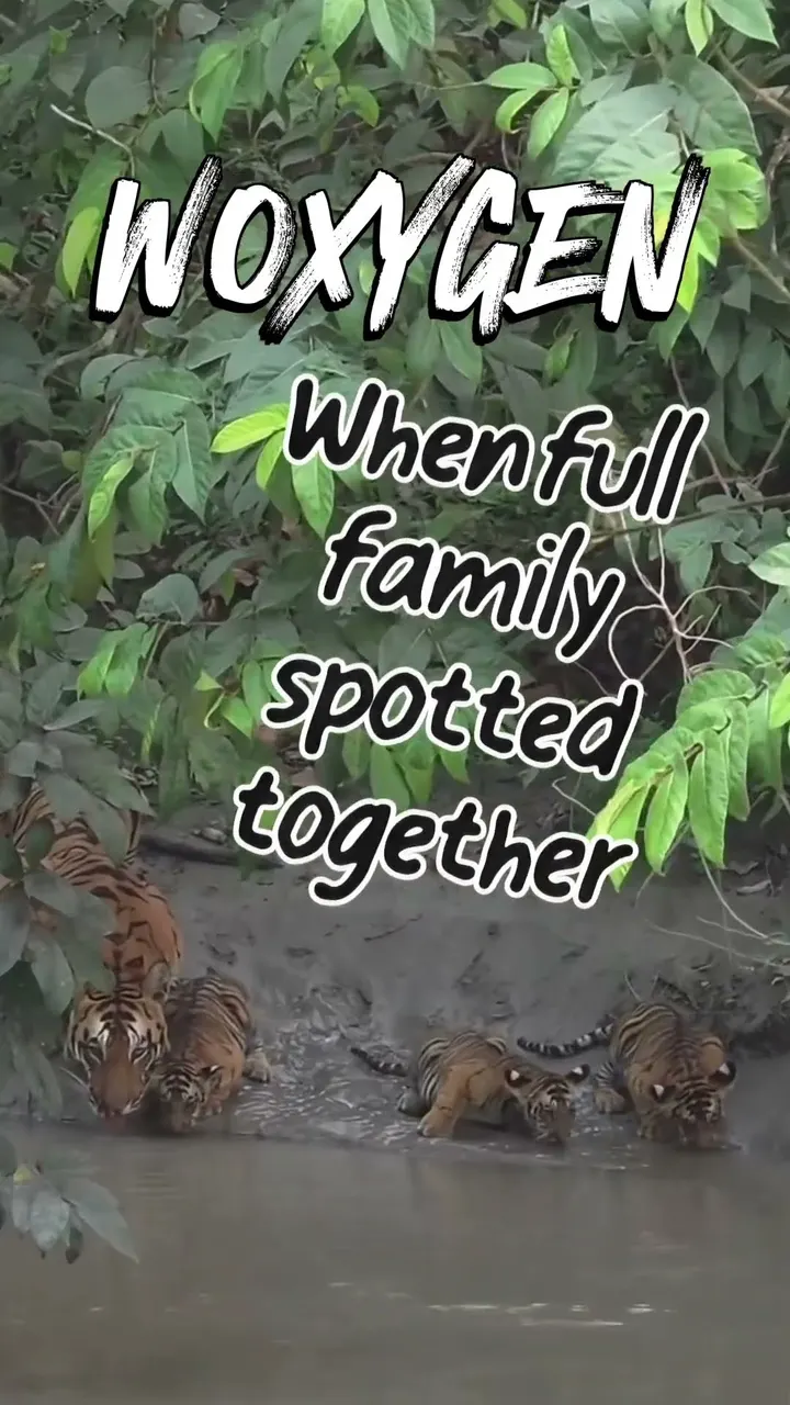 Seeing a full tiger family together is almost impossible