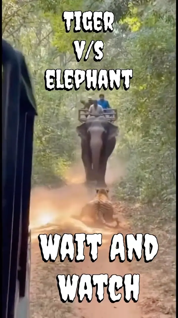 Tiger vs Elephant 😱 Jungle Safari kya hua age Real Moment