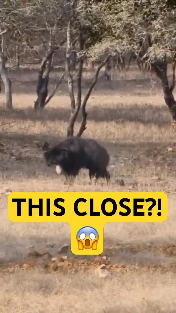 Sloth bear ka raw aur dangerous moment 😱