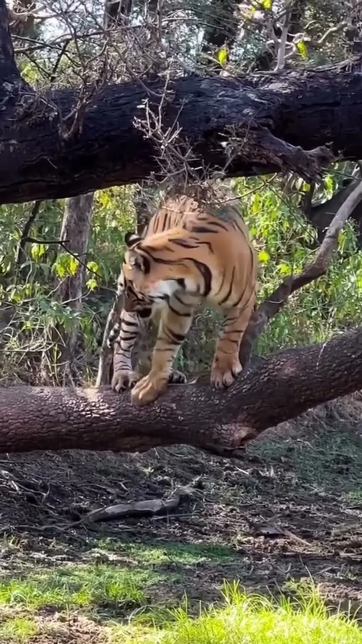 Tiger on Tree 😱 Yeh Dekha Kabhi? Deer & Birds Warning Call | Jungle Alert