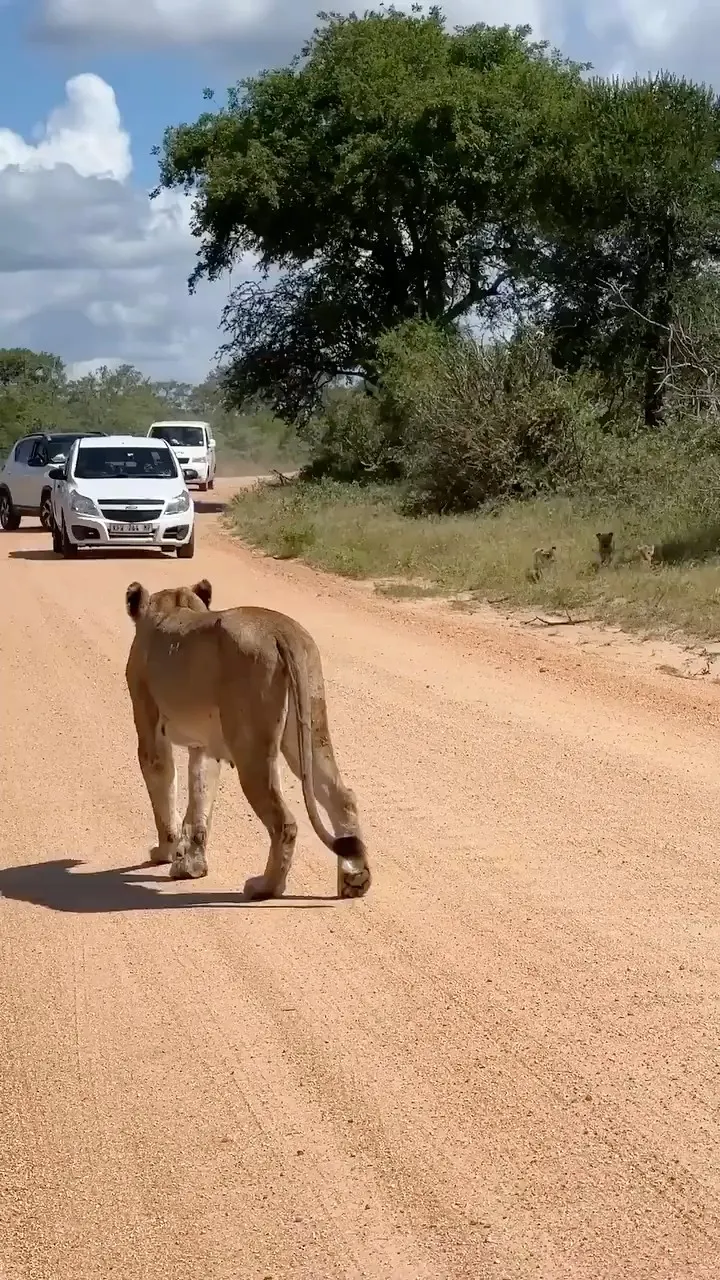 Horn Nahi Baja Sakte 😱🦁 | Road Par Sher Ke Bacche! Jungle Ka Cute Traffic Jam