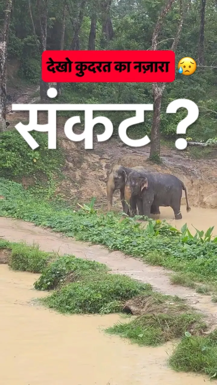 They Got Out of the Flood 🐘😨 But Look Which Way the Herd Started Walking