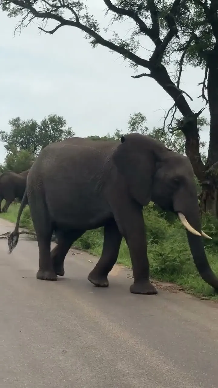 Teen Tuskers 😱 Elephants Too Close JungleSafari