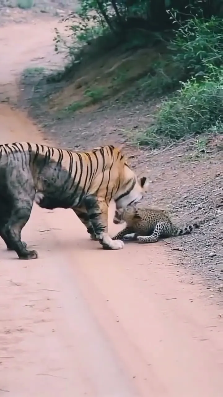 This Was Unexpected 😱 Tiger With Leopard Cub
