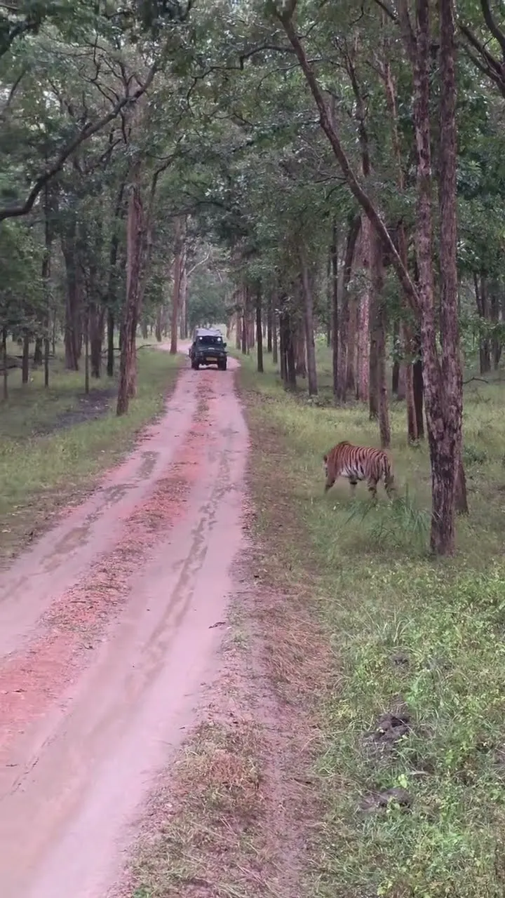 Saamne Tiger! 😱 Real Jungle Safari Face to Face
