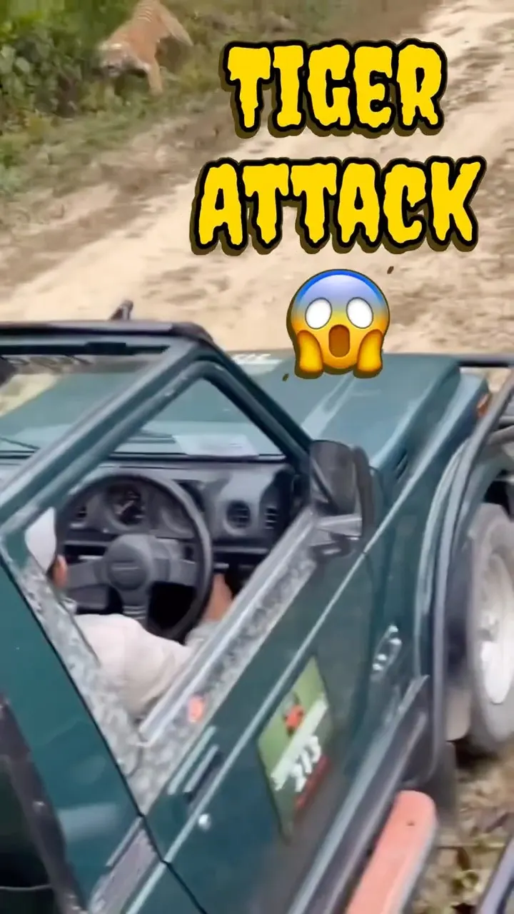 Tiger ne jeep par kiya attack! 🐅😱