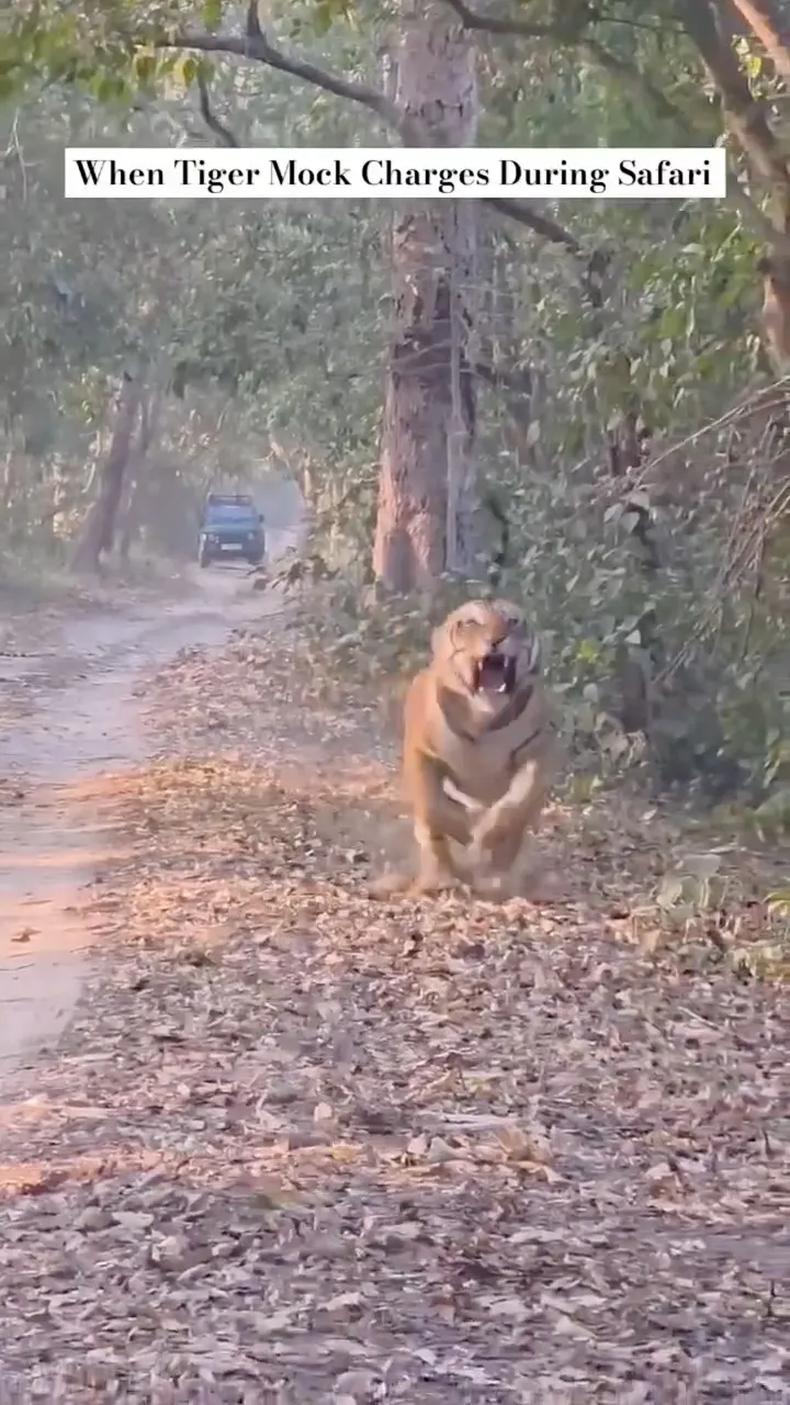 Tiger Ne Mock Charge Kiya Aur Hum Backward Chale Gaye 😱 Jungle Moment