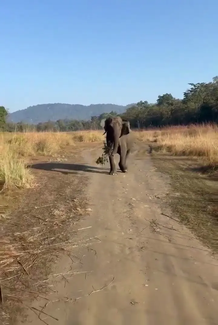 Elephant Suddenly Ran at Our Safari 😳 | Real Jungle Reality | Woxygen