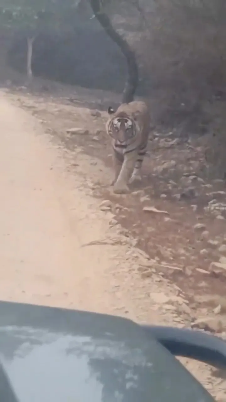 Again FacetoFace 😱Tiger Coming On Jeep 😱 Walked Straight
