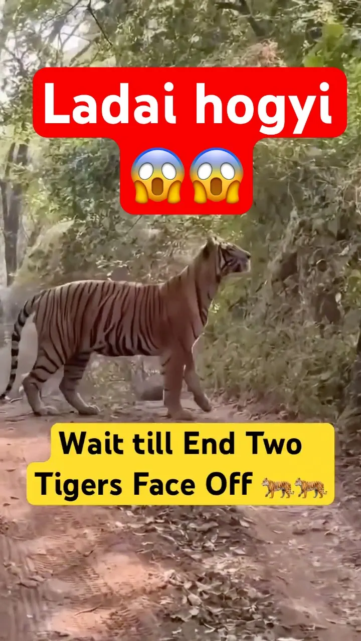 Two Tigers One Frame🐅Jungle Balance