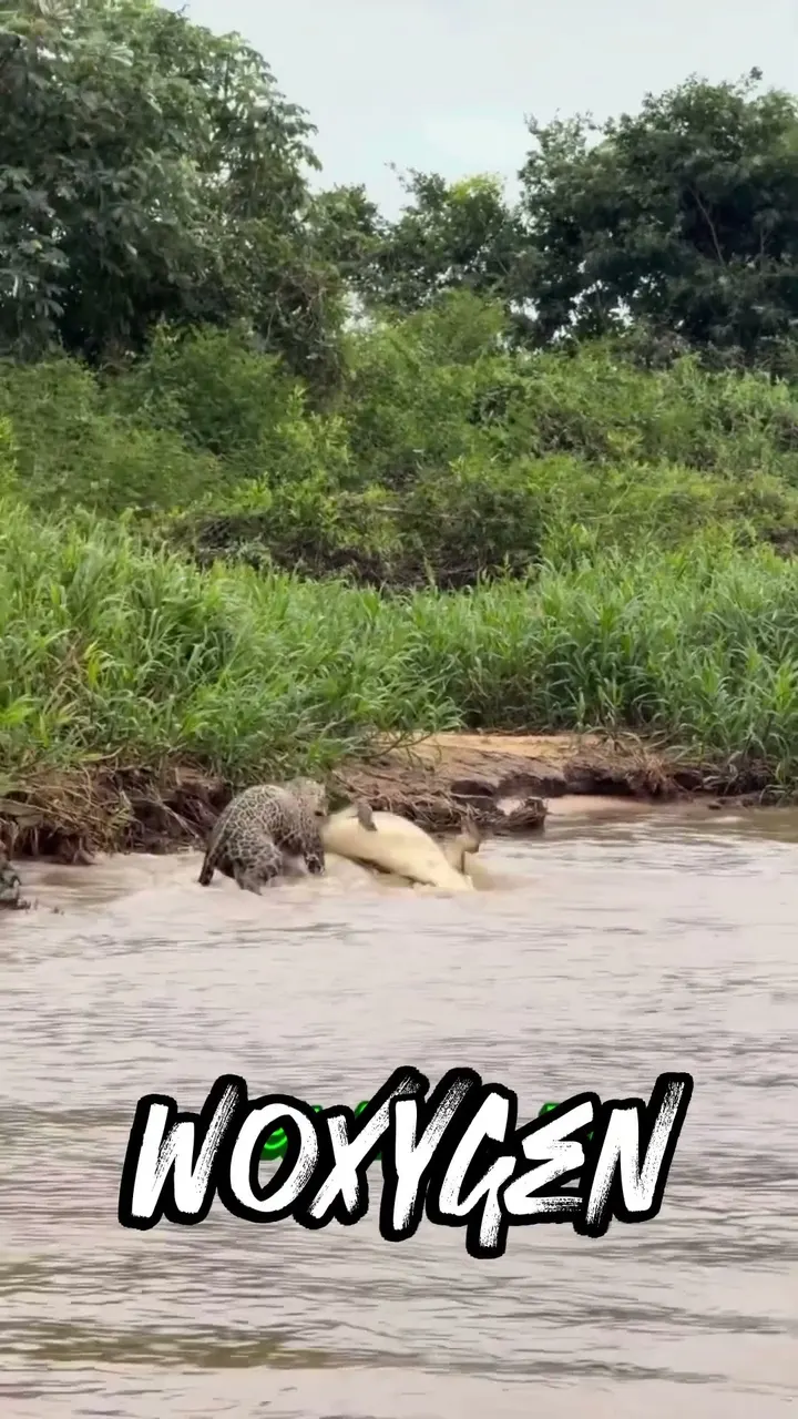 Did the leopard survive the crocodile attack?