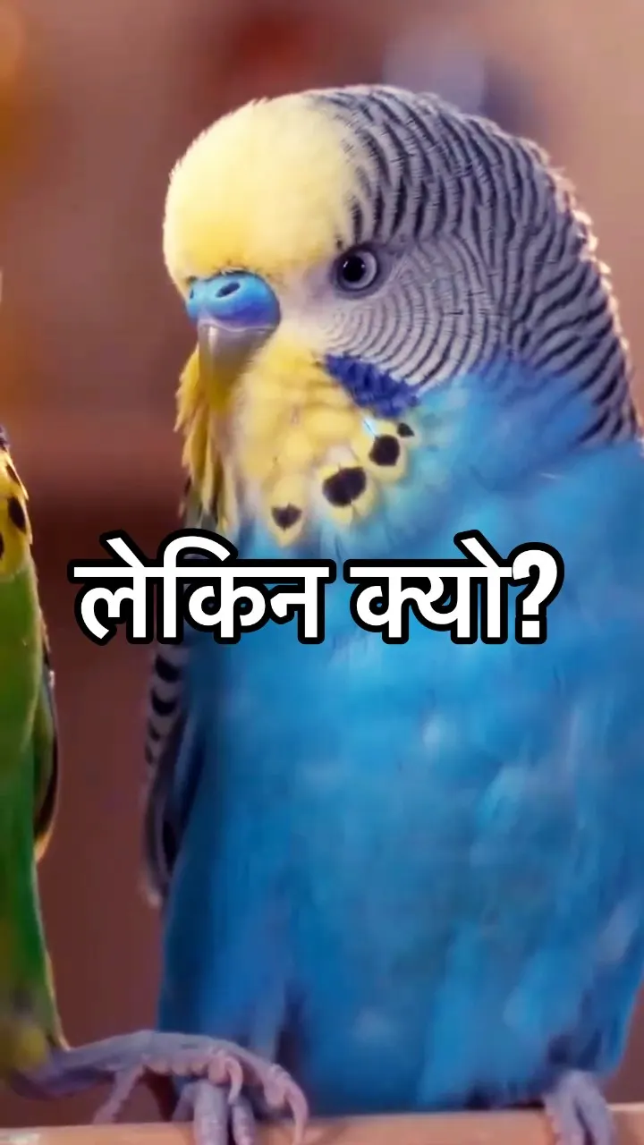 Why is she making that face at him? 😳🐦