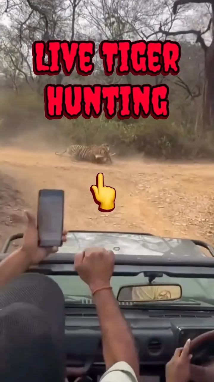 2 Tigers Attack Deer LIVE 😱 Hunting Gone Wrong