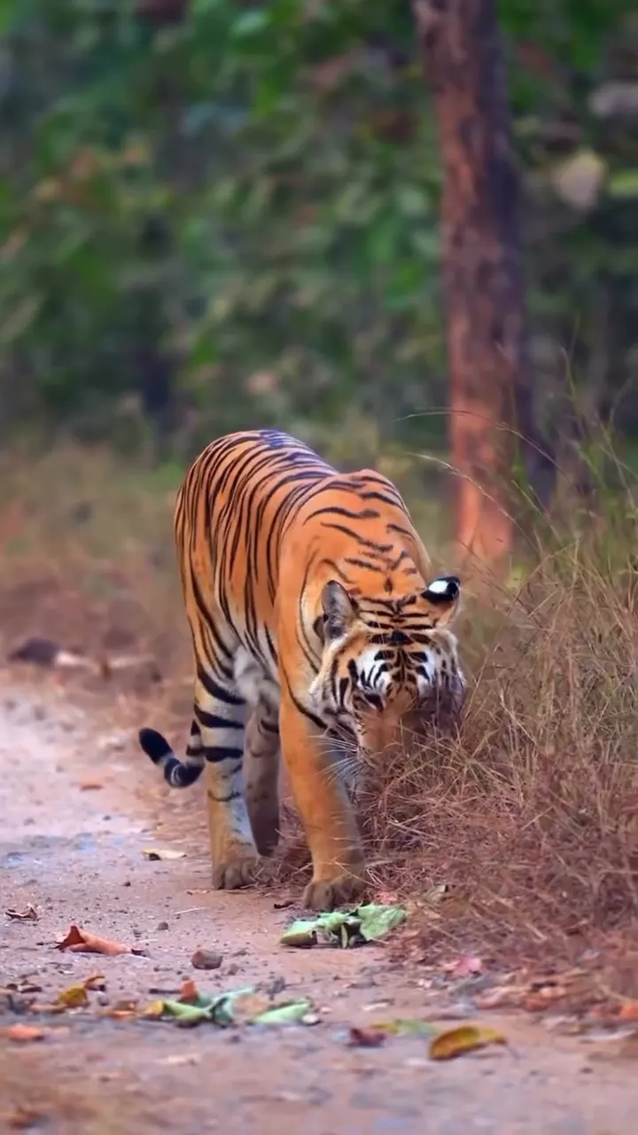 Suddenly Tiger Appeared on Our Safari Road 😱 Real Jungle Moment