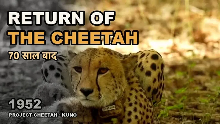 70-Year Wait Is Over: Cheetahs Are Back in India! Why Is India Calling It a 70-Year Comeback?