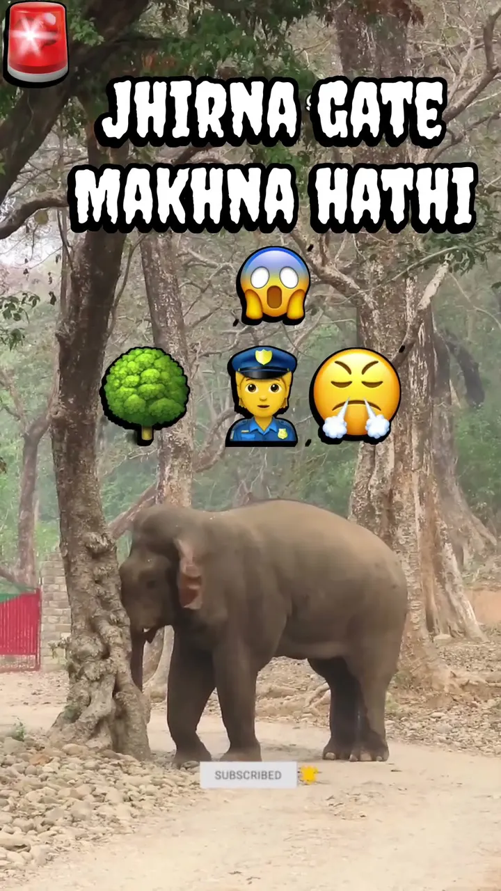 Jungle ka Makhna Haathi: Achanak Attack aur Tense Encounter! 🐘😲