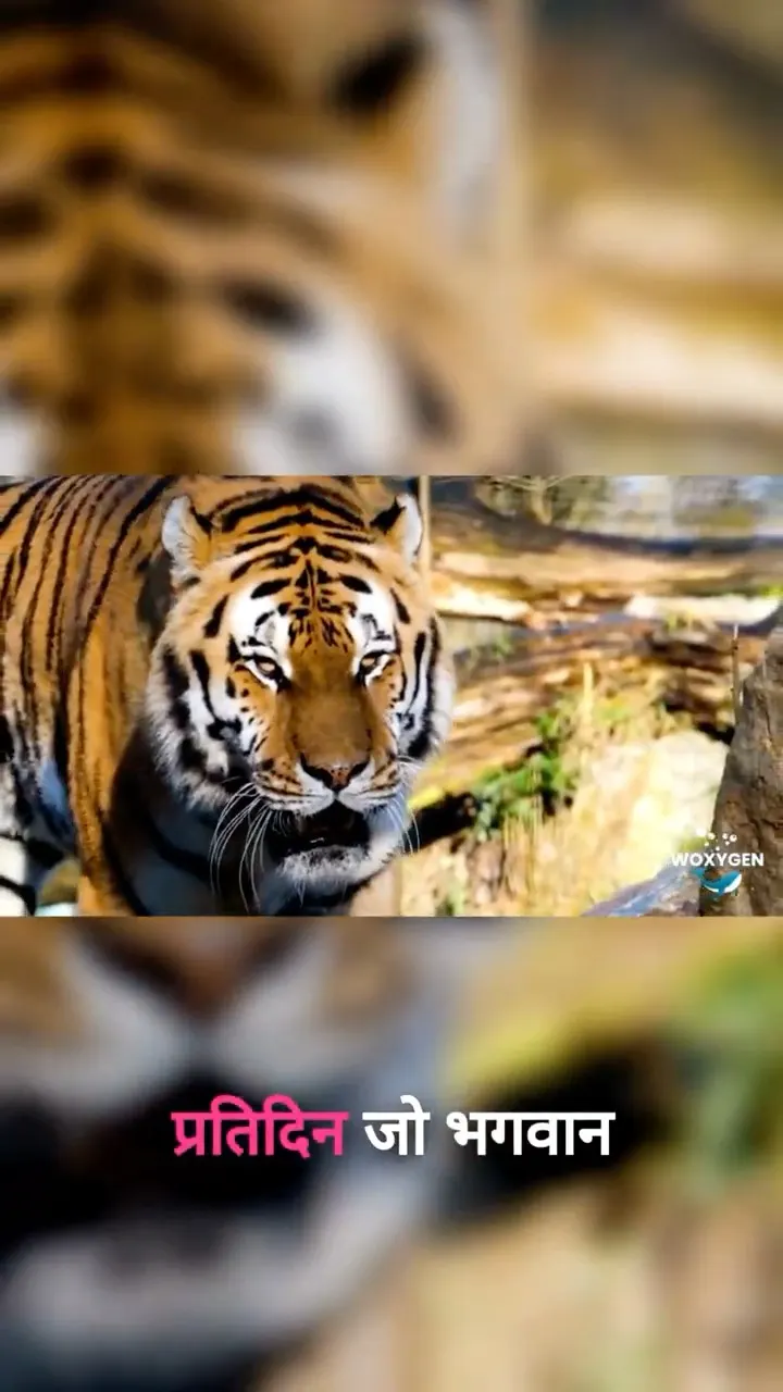 Watch this tiger’s strange morning routine 🐅💧