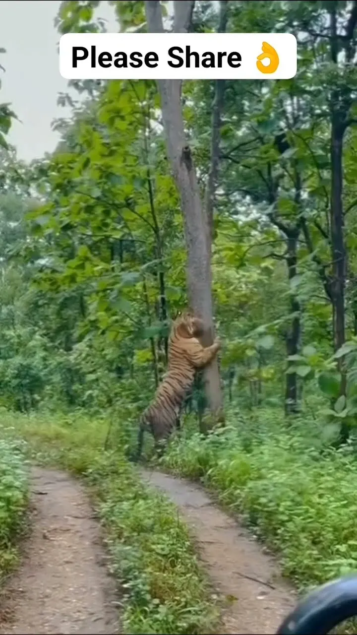 This is why you never mess with a tiger's tree