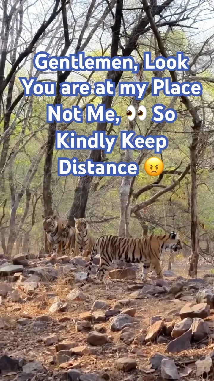 Wait..😨watch 4 Tigers Ka Perfect Ambush 😱 Jungle Safari Gone Wild