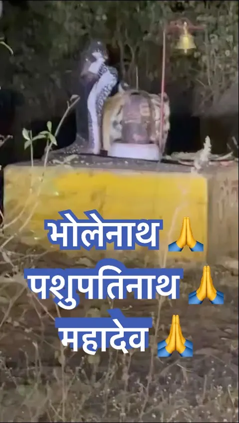 ये दृश्य देखकर रोंगटे खड़े हो जाएंगे 🐅😰