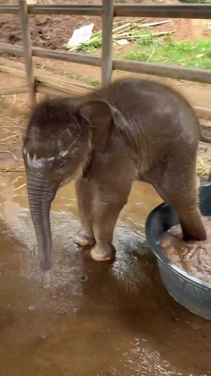 The Most Heartwarming Bath You Will Ever See 🥺🐘 Then He Ran to His Mother