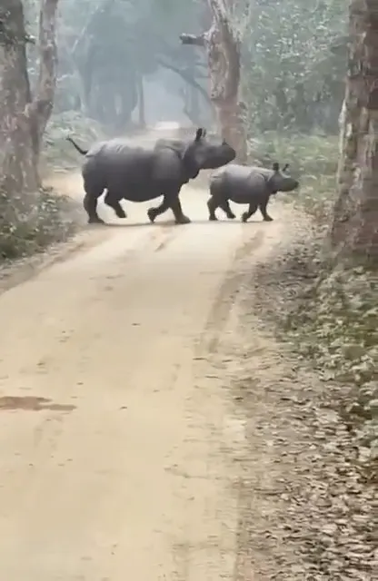 Tiger attack Rhino calf but mother saved the child 😱🐅 | Maa Rhino Ban Gayi Deewar!