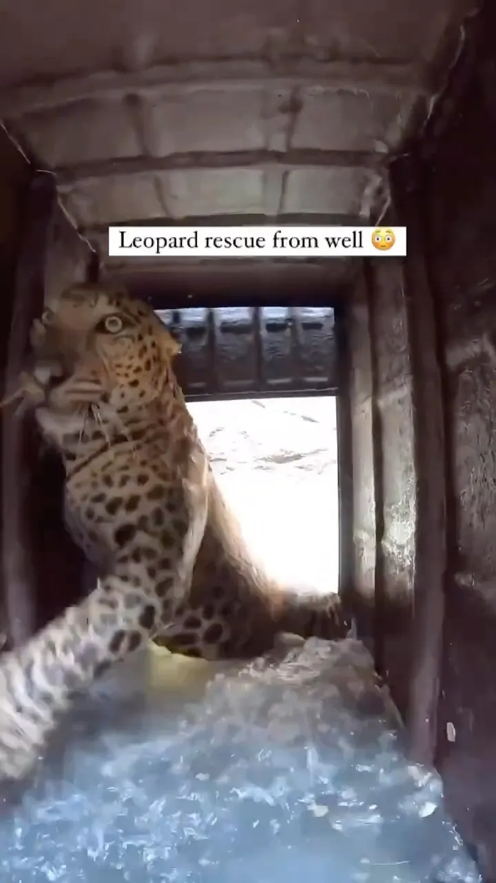 Leopard fighting for its life in flood waters