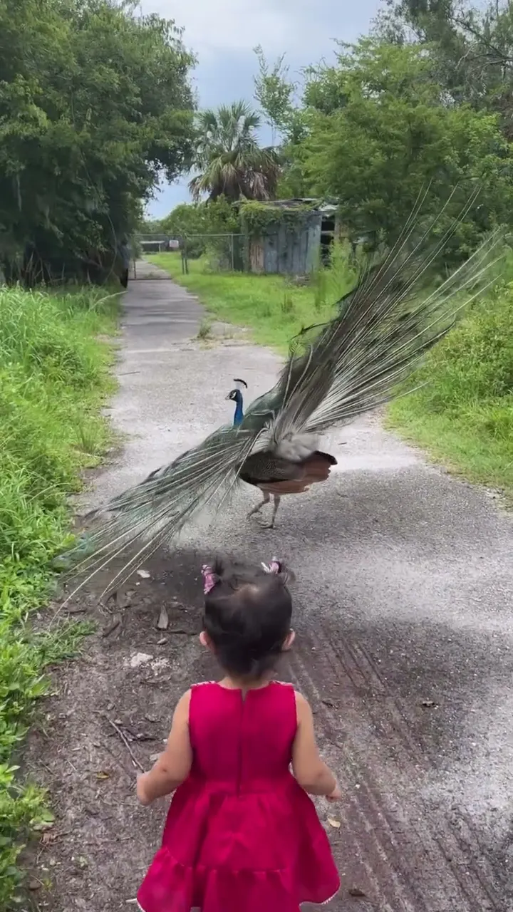 मोर ने पंख खोल दिए 🦚🥺 And What This Little Girl Did Melted Everyone's Heart