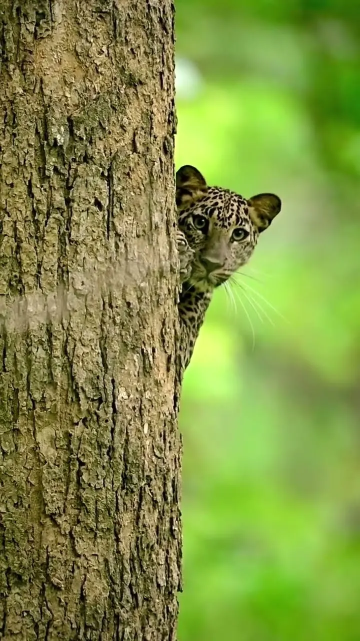 Camouflage Mode ON: Leopard Spotting 🐆🌿